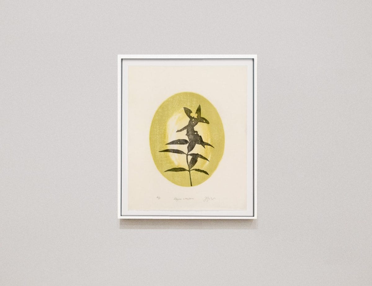 1 mp aloysia citrodora