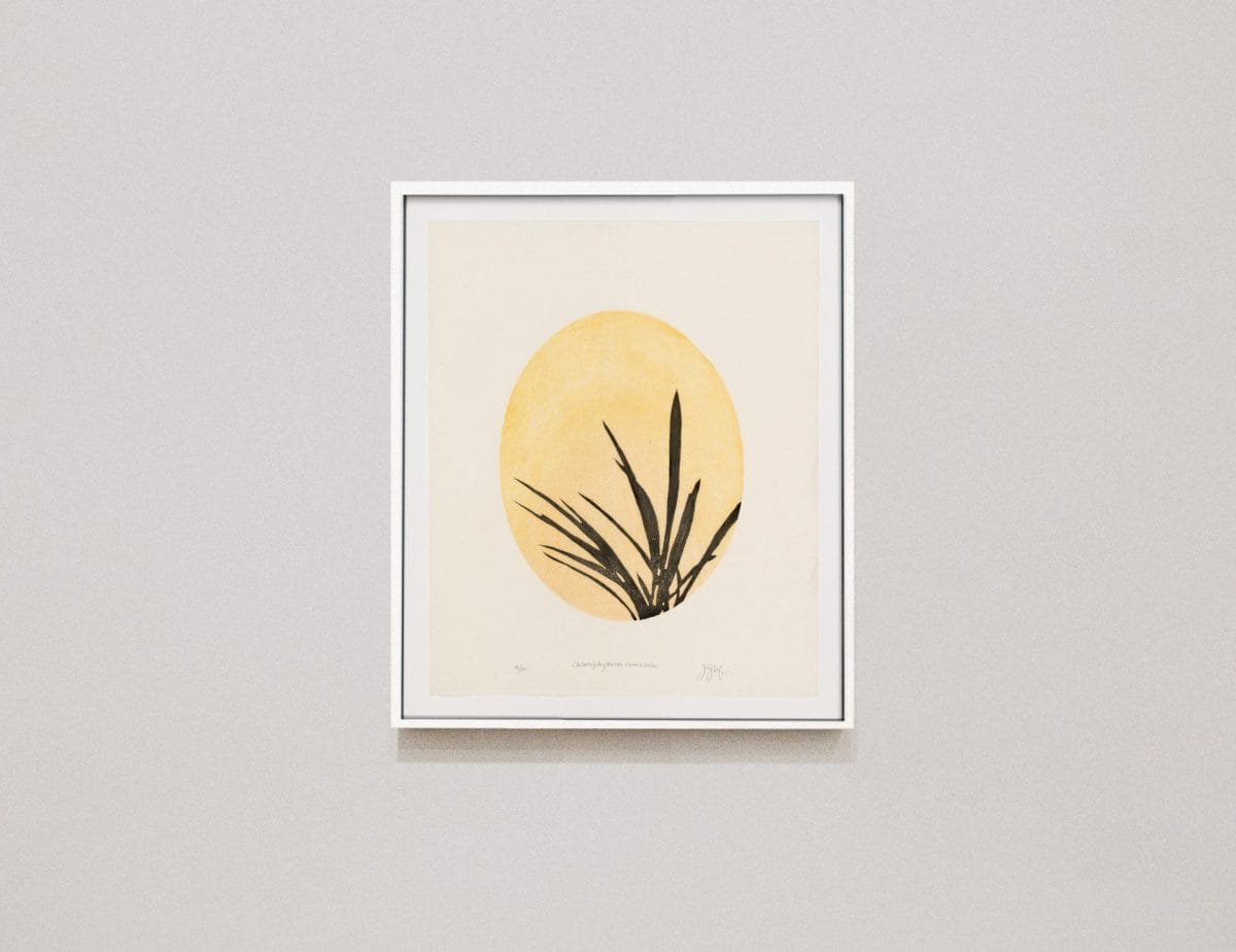 2 mp chlorophytum comosum