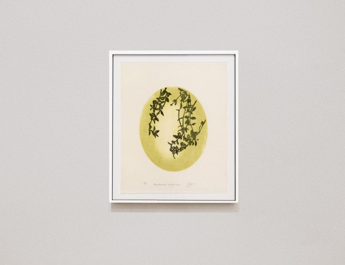 3 mp nematanthus gregarious