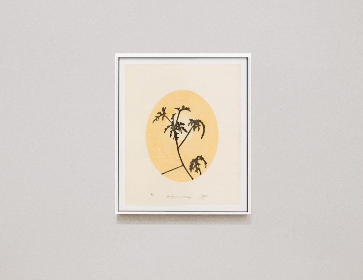 4 mp pelargonium citrosum