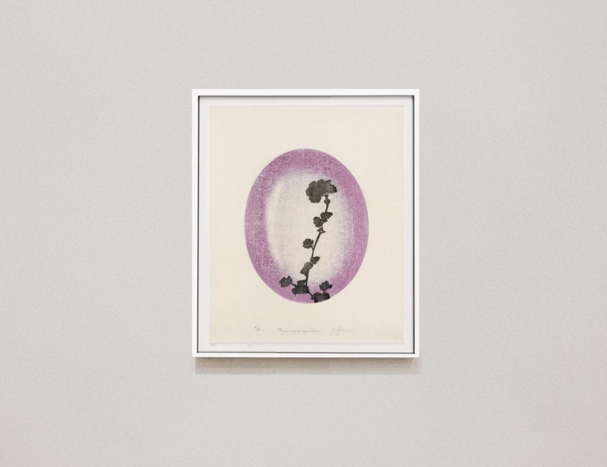 5 mp physocarpus opulifolius