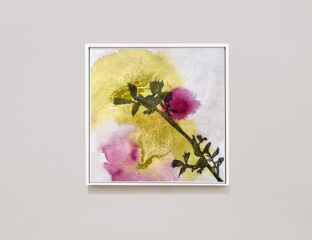 6 mp rubus idaeus ii