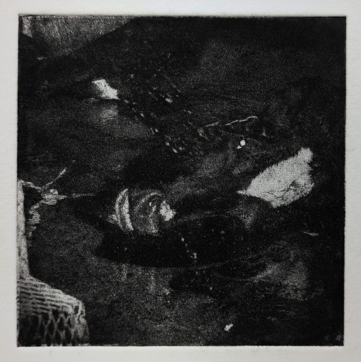 03 gervais chantal vache egorgee de la serie labattoir photogravure a leau forte 2025